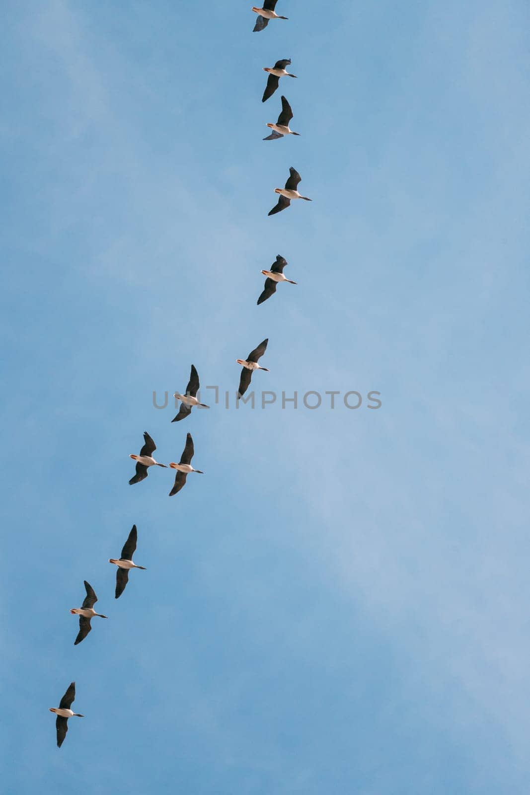 Flock Of Ducks Flying In Sunny Blue Spring Sky During Their Migration In Belarus, Russia.
