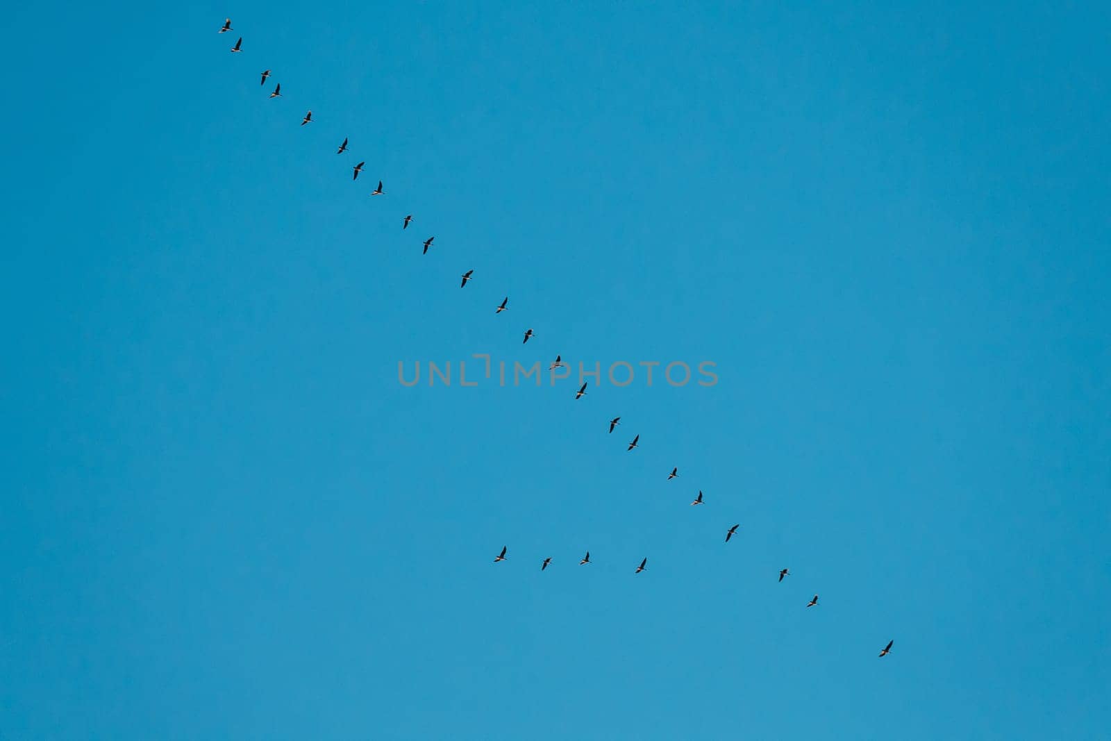 Flock Of Ducks Flying In Sunny Blue Spring Sky During Their Migration In Belarus, Russia.