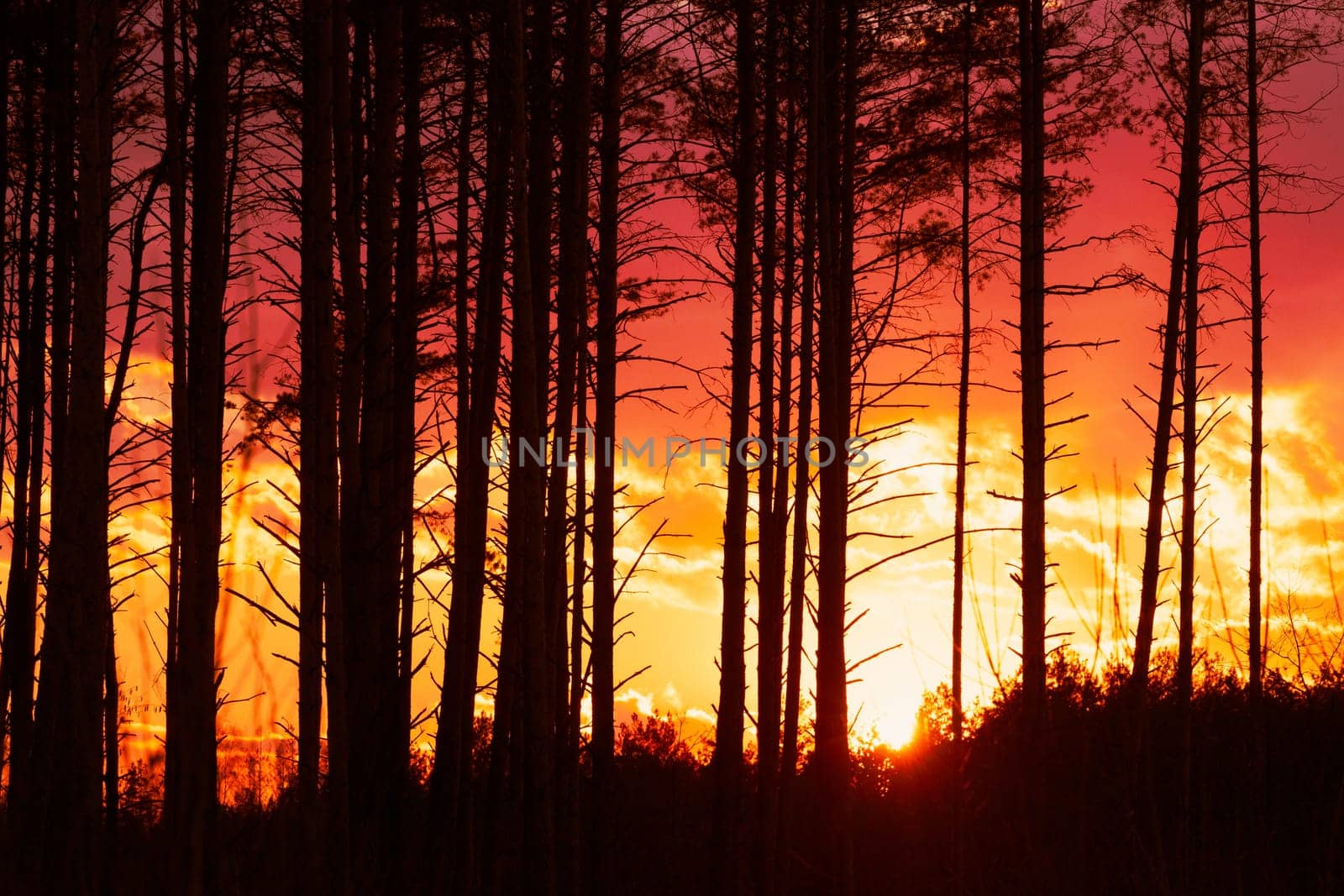 Sunset Sunrise In Pine Forest. Close View Of Dark Black Spruce Trunks Silhouettes In Natural Sunlight Of Bright Colorful Dramatic Sky. Sunshine In Sunny Coniferous Forest. Sun Rays Shine Through Woods