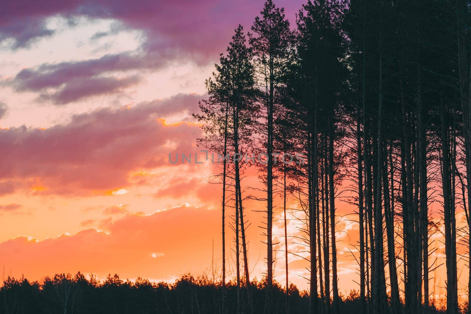 Sunset Sunrise In Pine Forest. Dark Black Spruce Trunks Silhouettes In Natural Sunlight Of Bright Colorful Dramatic Sky. Sunny Coniferous Forest.