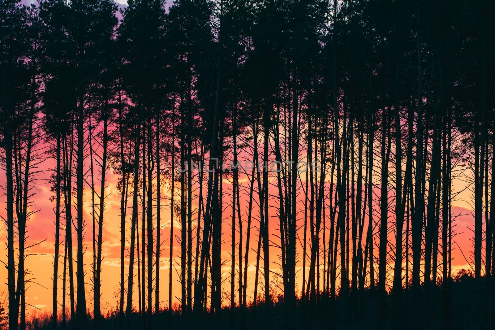 Sunset Sunrise In Pine Forest. Close View Of Dark Black Spruce Trunks Silhouettes In Natural Sunlight Of Bright Colorful Dramatic Sky. Sunshine In Sunny Coniferous Forest.