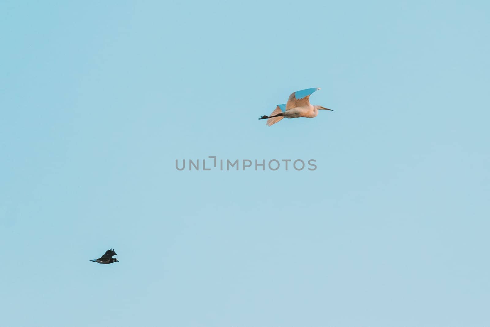 Belarus. Wild Birds Northern Lapwing (Vanellus Vanellus) And Great Egret (Ardea Alba) Flying In Sunset Sky.