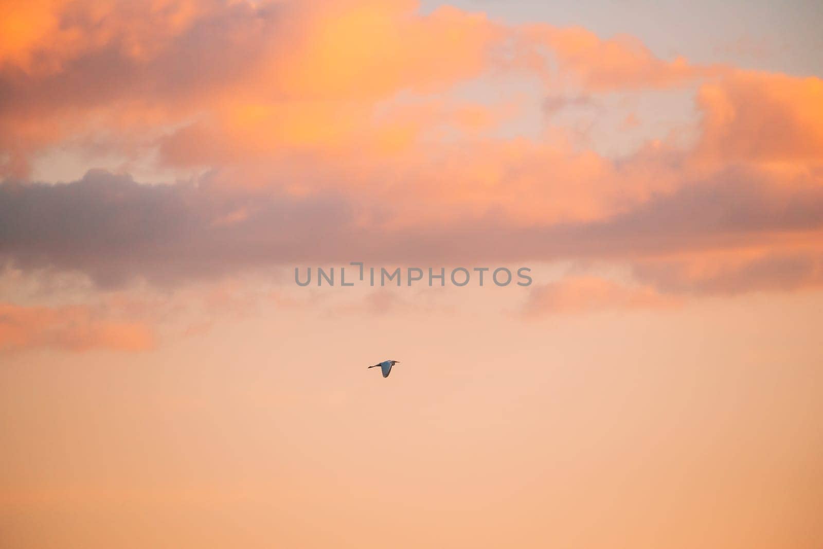 Belarus. Wild Bird Great Egret (Ardea Alba) Flying In Sunset Sky.