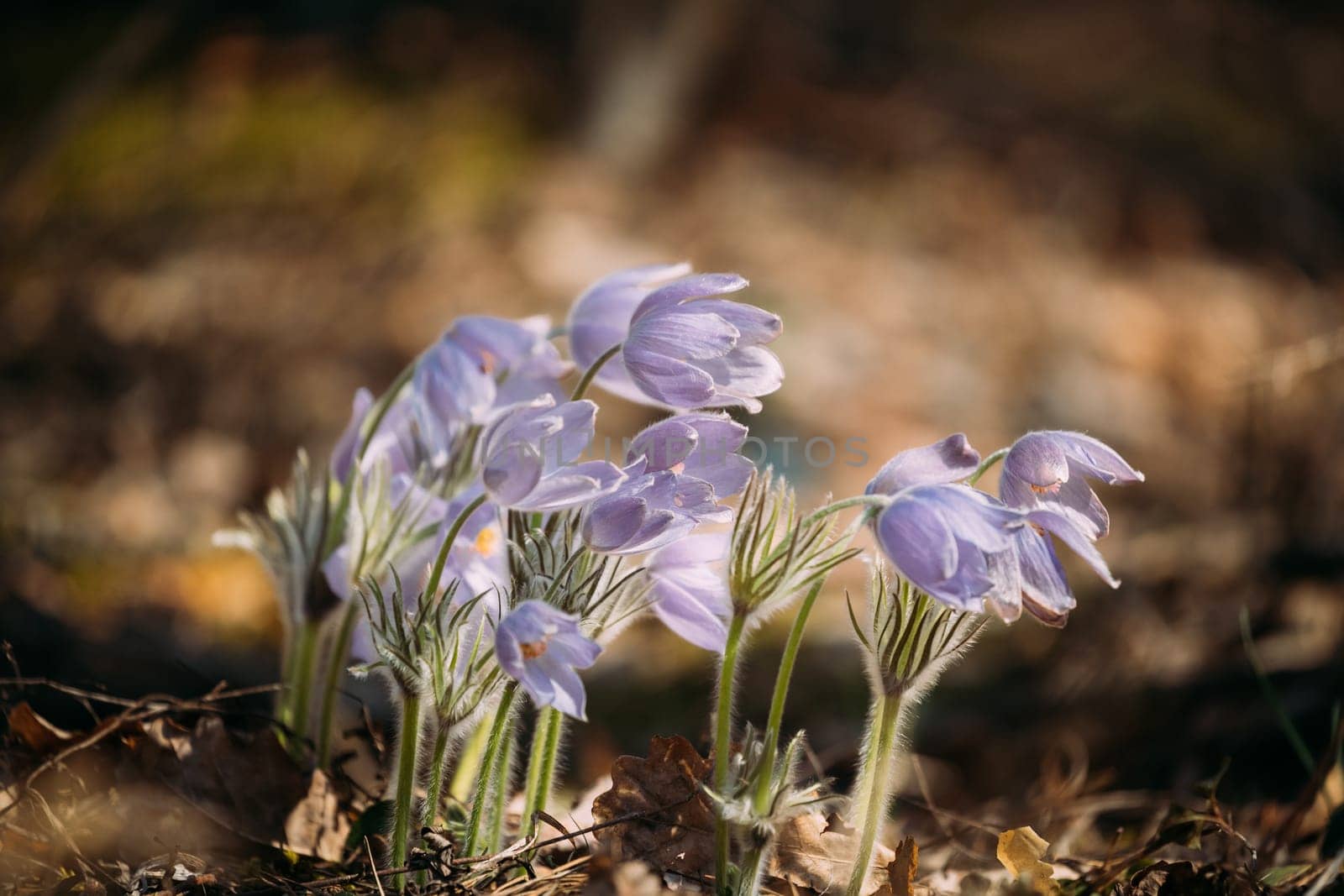 Belarus. Beautiful Wild Spring Flowers Pulsatilla Patens. Flowering Blooming Plant In Family Ranunculaceae, Native To Europe, Russia, Mongolia, China, Canada And United States.