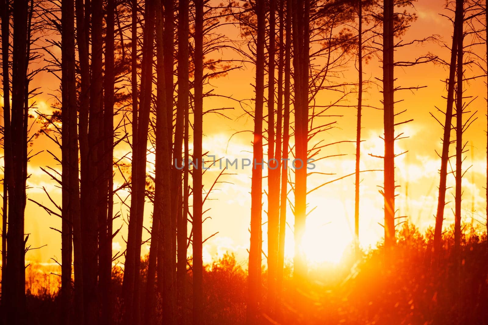 Sunset Sunrise In Pine Forest. Close View Of Dark Black Spruce Trunks Silhouettes In Natural Sunlight Of Bright Colorful Dramatic Sky. Sunshine In Sunny Coniferous Forest. Sun Rays Shine Through Woods