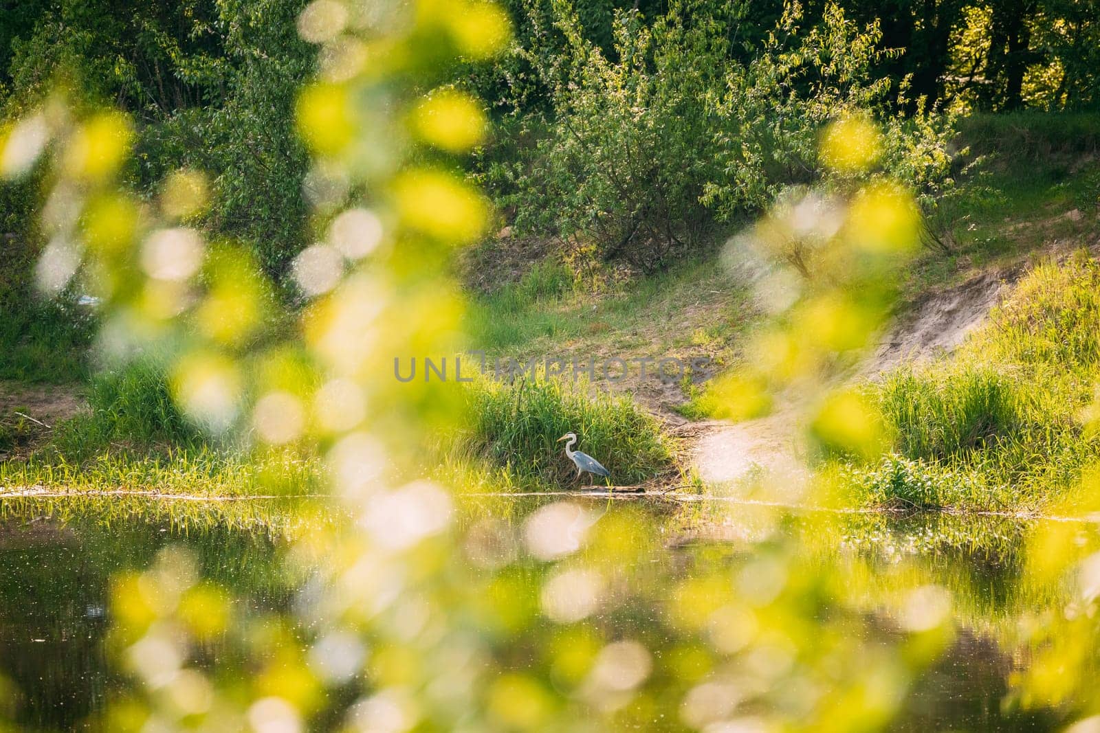 Fauna Of Belarus. Grey Heron Bird Standing On River Coast. Belarus, Summer Belarussian Nature. Pond Lake In Spring Season.
