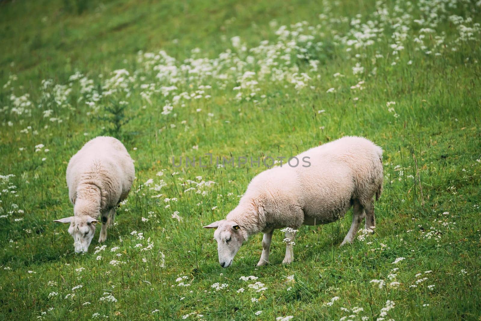 Norway. Domestic Sheep Grazing In Hilly Norwegian Pasture. Sheep Eating Fresh Spring Grass In Green Meadow. Sheep Farming.