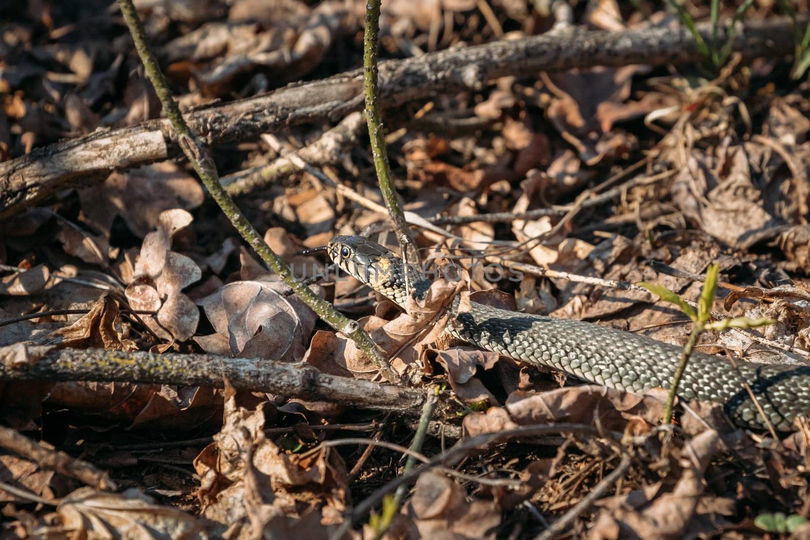 Grass Snake - Natrix Natrix Adder Head Moving In Forest Early Spring.