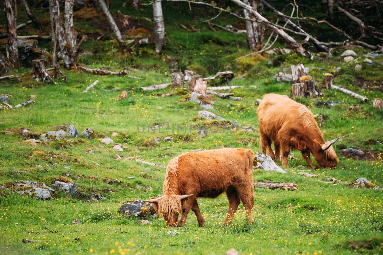 Highland Cattle Cows Graze On A Summer Livestock Pasture. Scottish Cattle Breed In Summer Day.