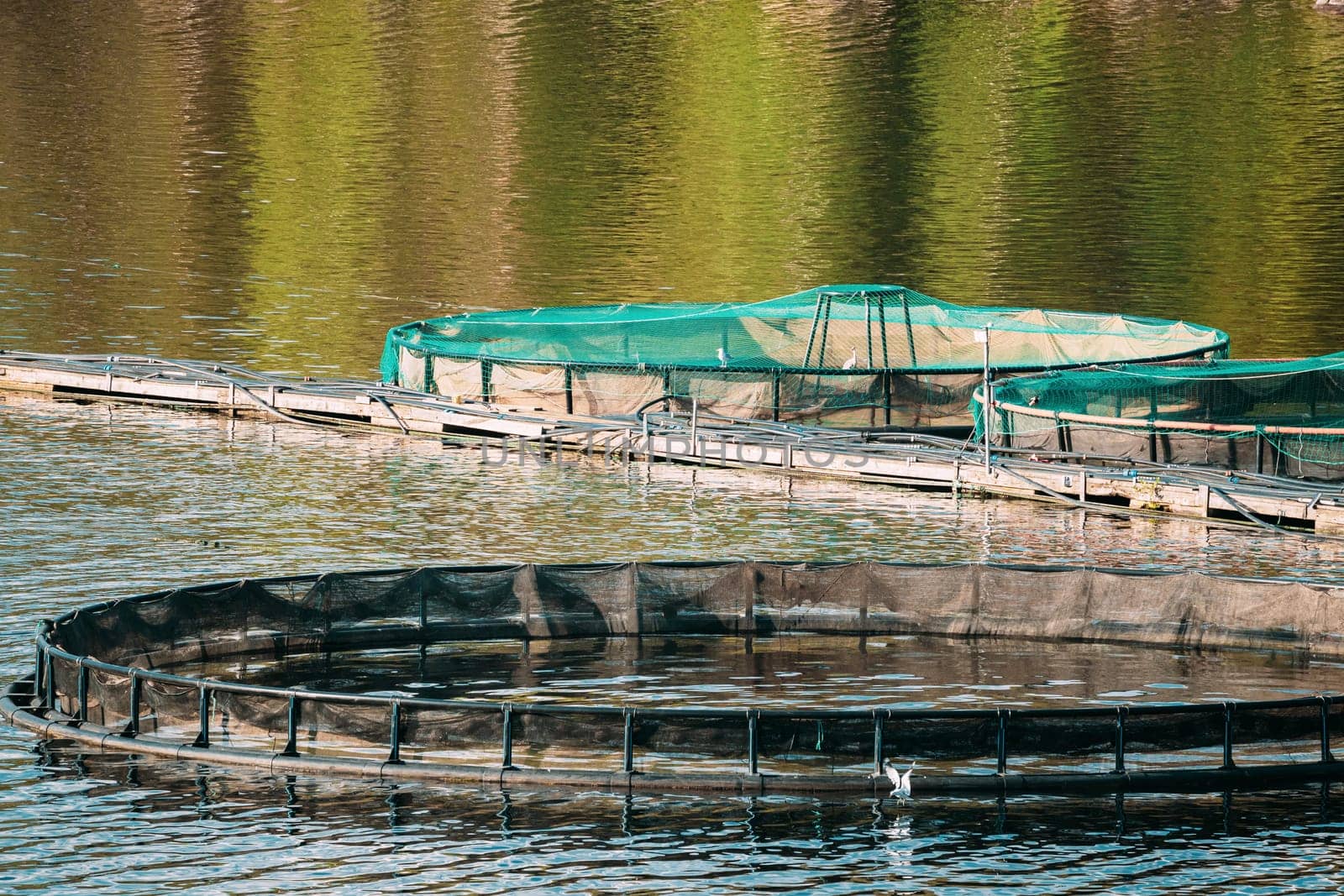 Fisheries, Fish Farm In Summer Lake Or River In Beautiful Summer Sunny Day. Swedish Nature, Sweden.