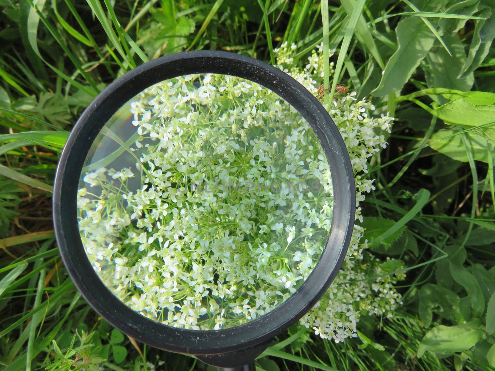magnifying glass magnification greatness vision glass photo