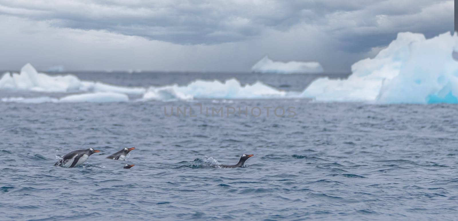 Gentoo penguin (Pygoscelis papua) swimming in blue water on Half Moon Island in the South Shetland Islands off Antarctica
