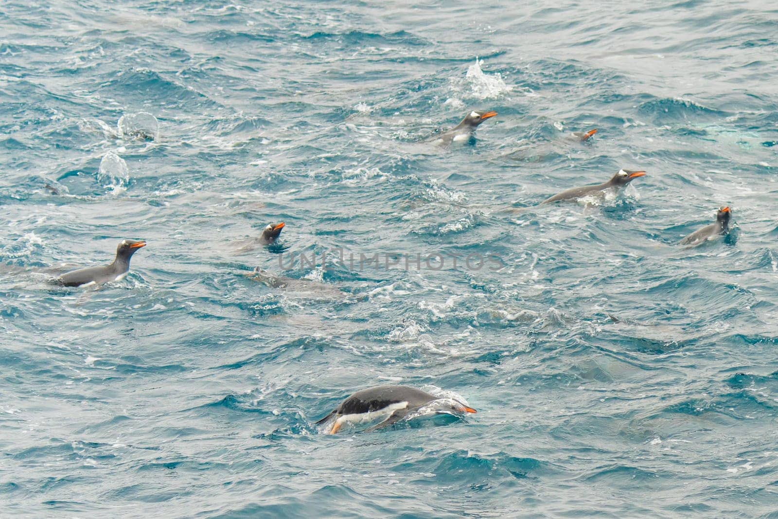 Gentoo penguin (Pygoscelis papua) swimming in blue water on Half Moon Island in the South Shetland Islands off Antarctica