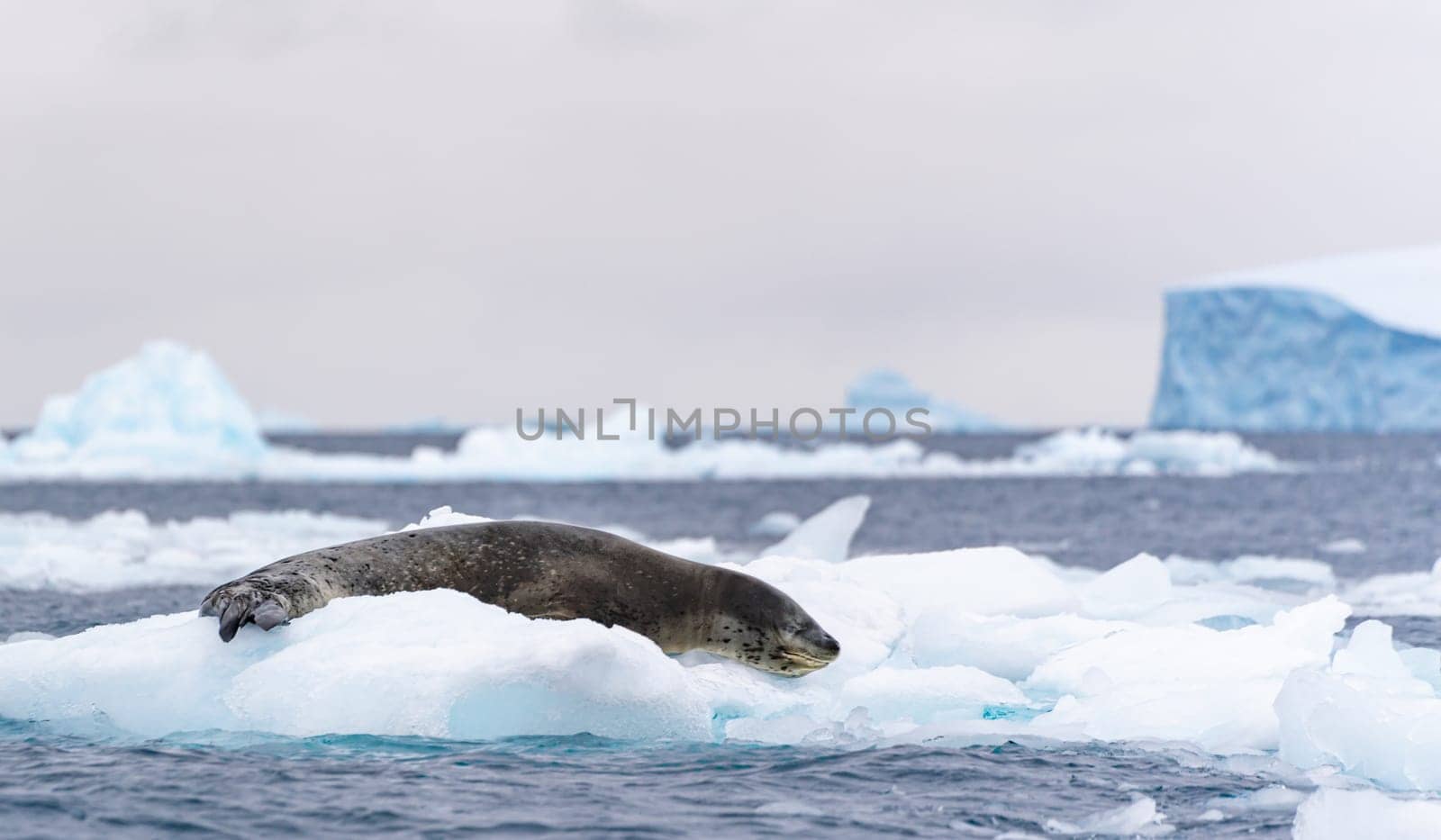Leopard seal (Hydrurga leptonyx) on an ice floe in Cierva Cove a quiet bay on the Antarctic Peninsula