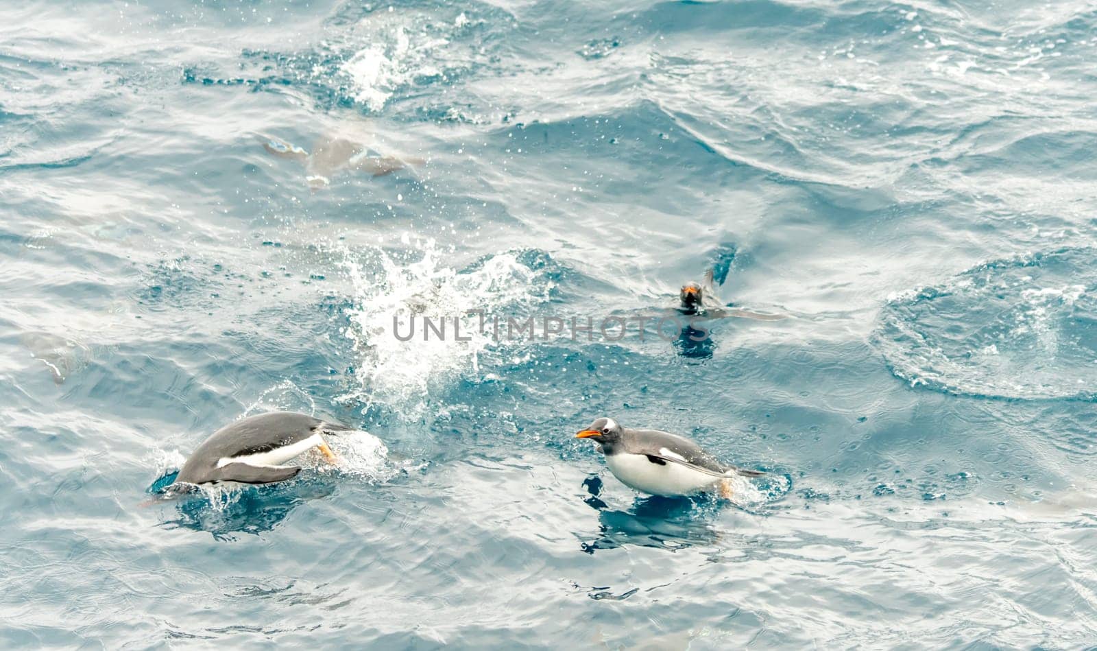 Gentoo penguin (Pygoscelis papua) swimming in blue water on Half Moon Island in the South Shetland Islands off Antarctica