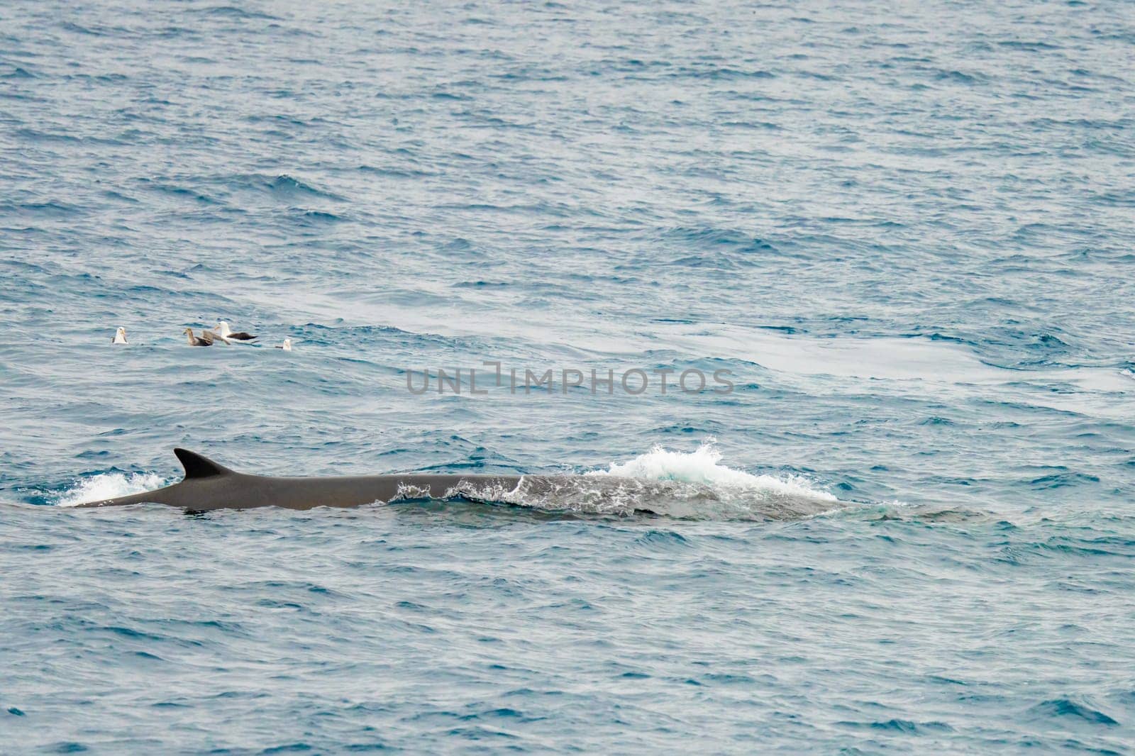 Fin whale, (Balaenoptera physalus) off the waters of the Antarctic Peninsula