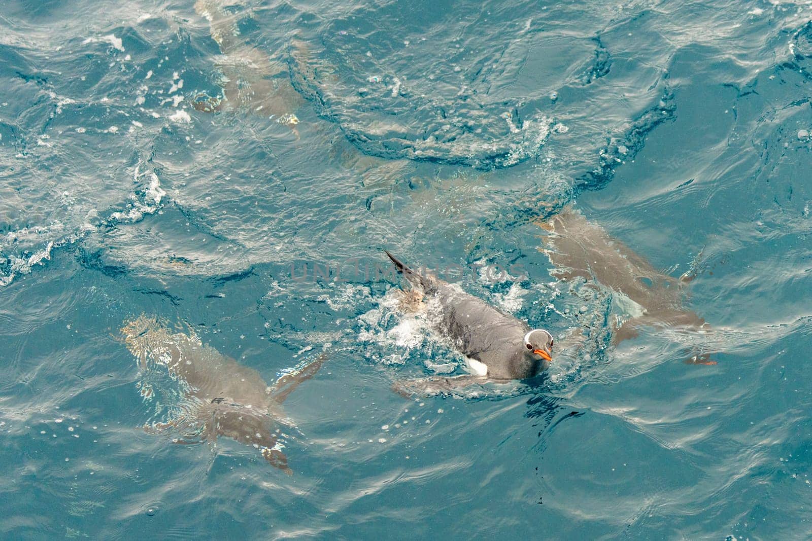 Gentoo penguin (Pygoscelis papua) swimming in blue water on Half Moon Island in the South Shetland Islands off Antarctica
