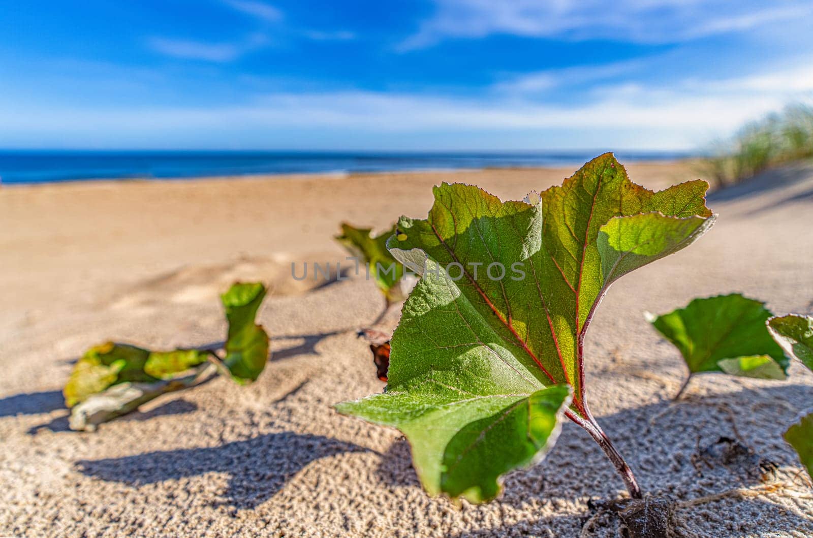 dreamlike, empty baltic sea beach on the island Usedom near Zinnowitz with blue sky
