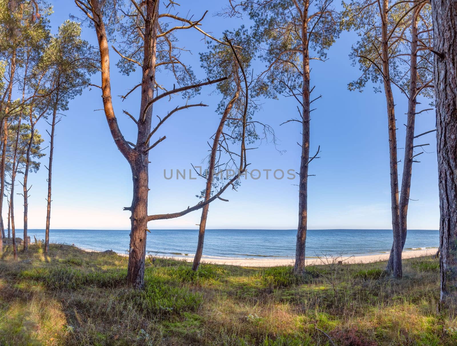dreamlike white sandy beach - view through the dune forest to the Baltic Sea between Zinnowitz and Zempin on the island of Usedom