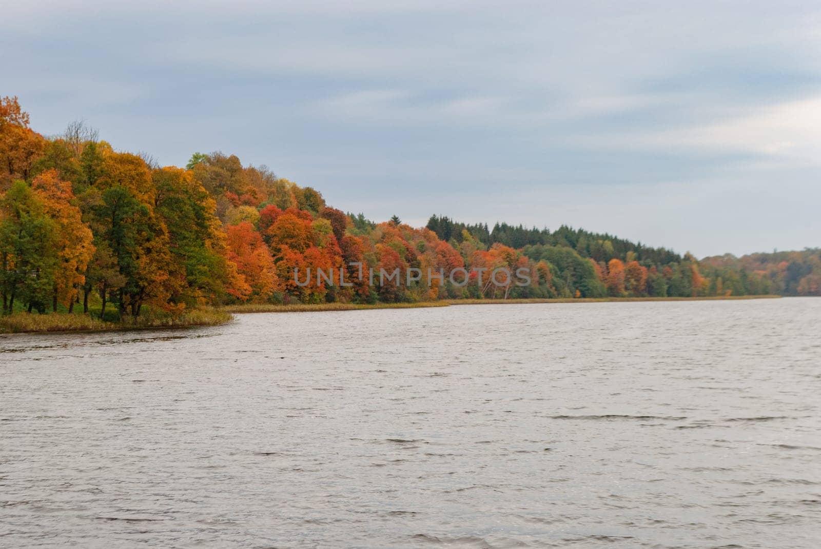 Lake Asveja, the longest lake in Lithuania and colorful autumn deciduous trees near the town of Dubingiai, Lithuania.
