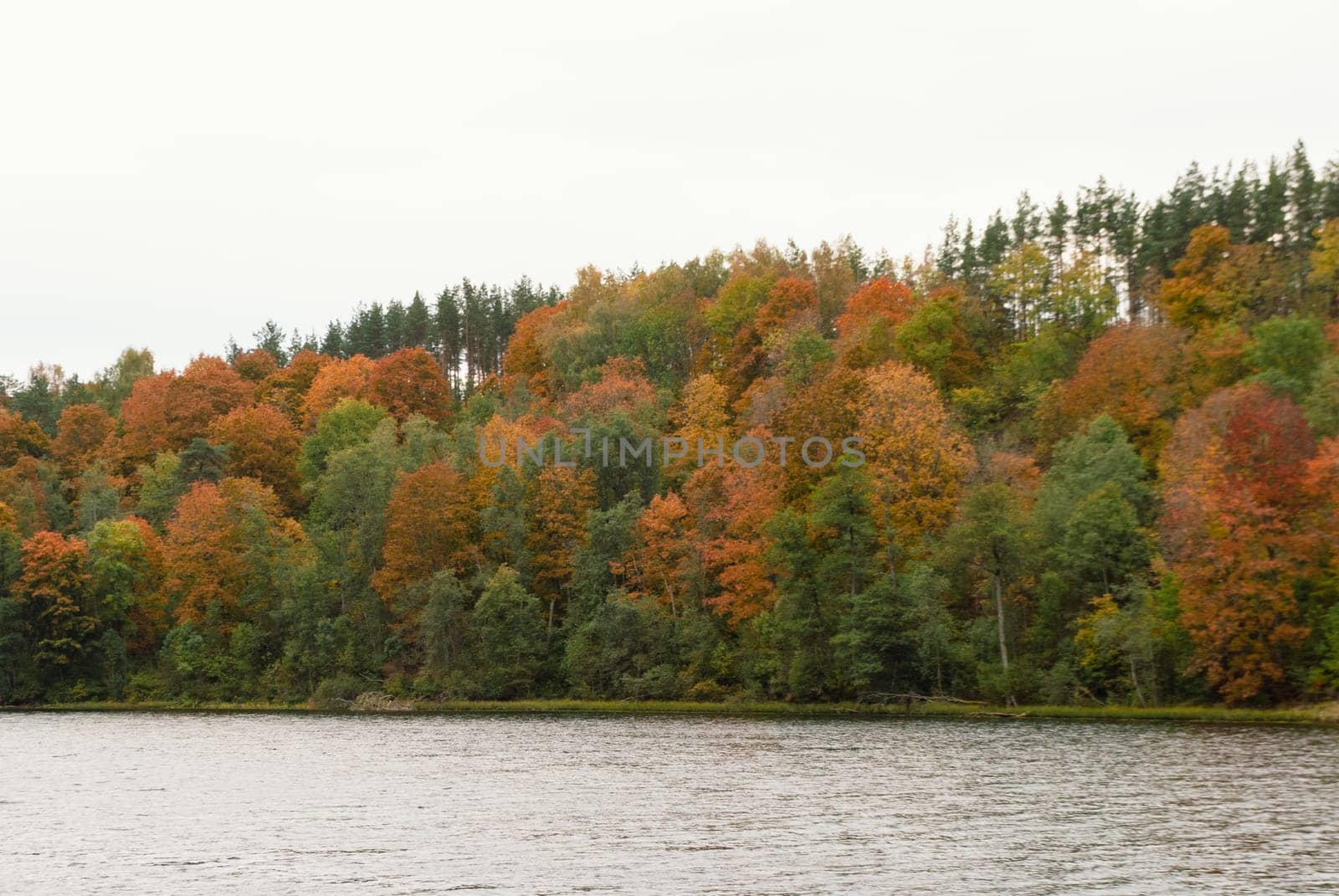 Colorful coniferous and deciduous trees in autumn against the background of the longest lake in Lithuania Asveja in Dubingiai.