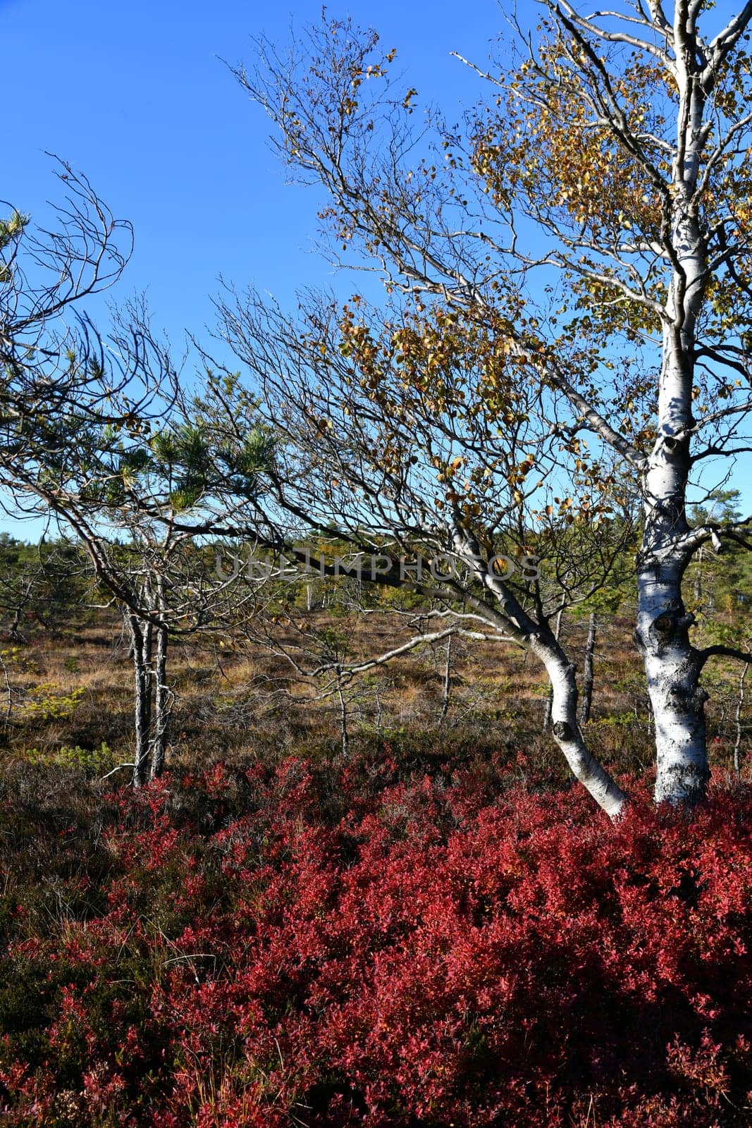 The Black Moor in the Bavarian Rhön