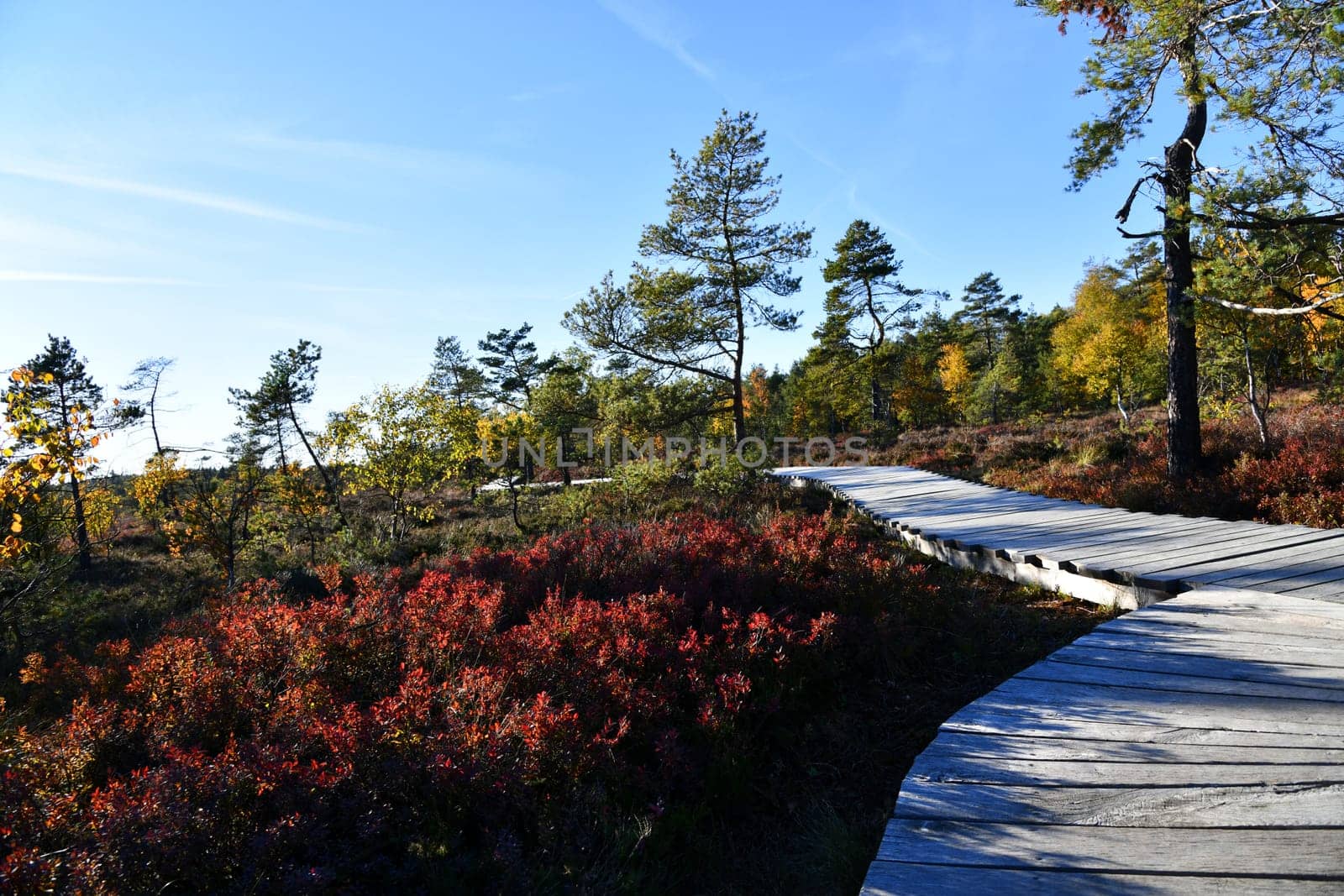 The Black Moor in the Bavarian Rhön