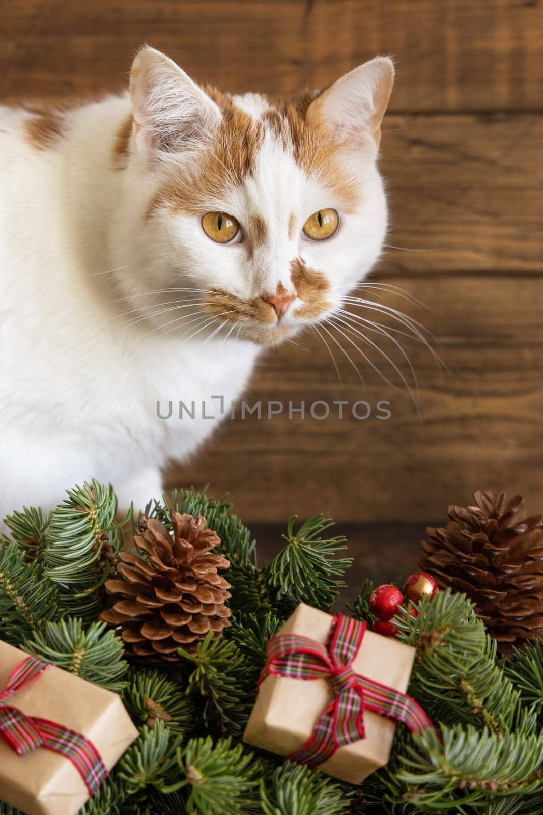 Red and white cat near green fir twigs, Christmas decorations, pine cones and wrapped gift boxes near wooden wall, close up. Christmas or New Year Holiday atmosphere scene with pet