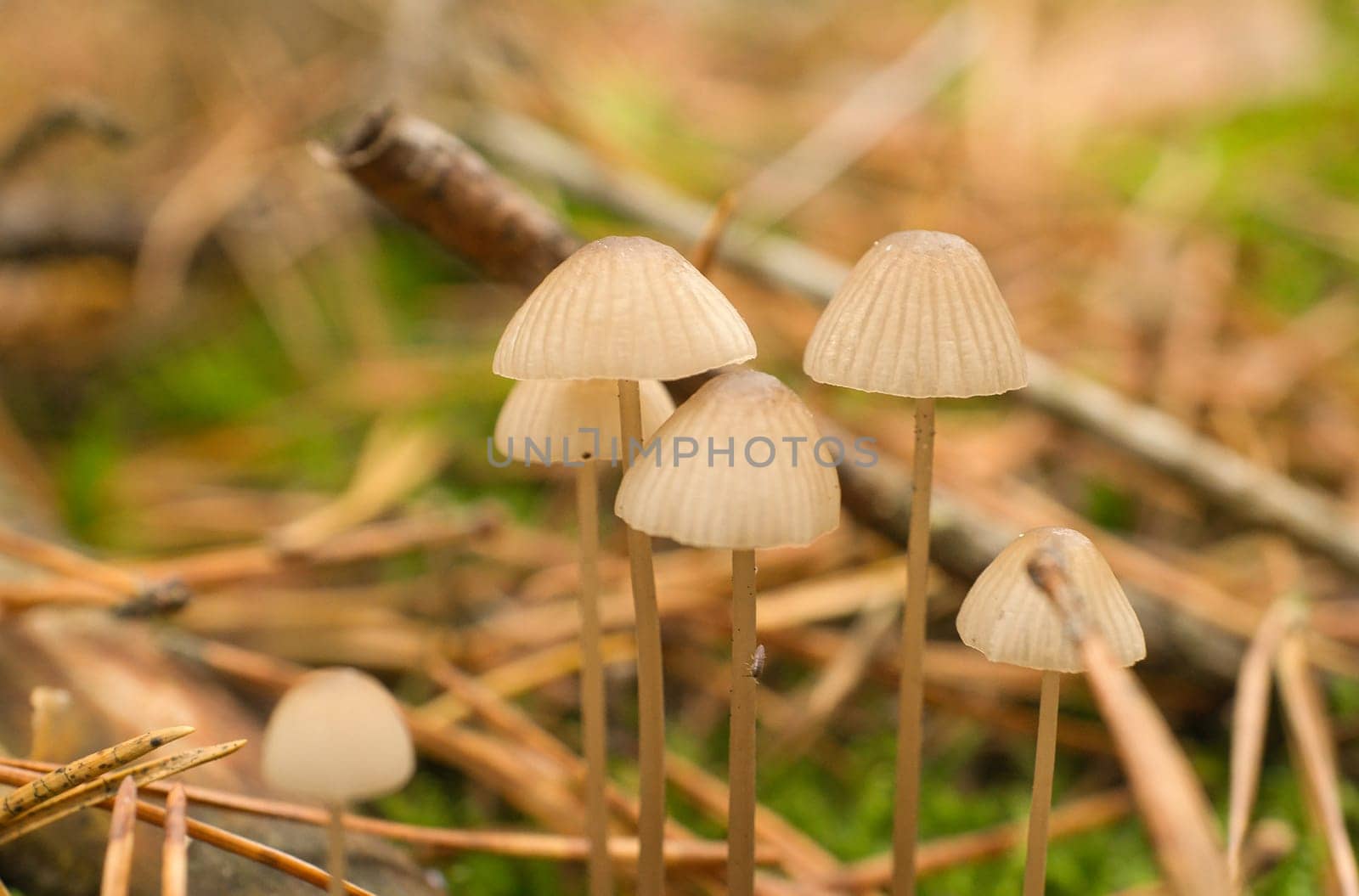 a group of filigree small mushrooms, on the forest floor in soft light. Macro shot from nature