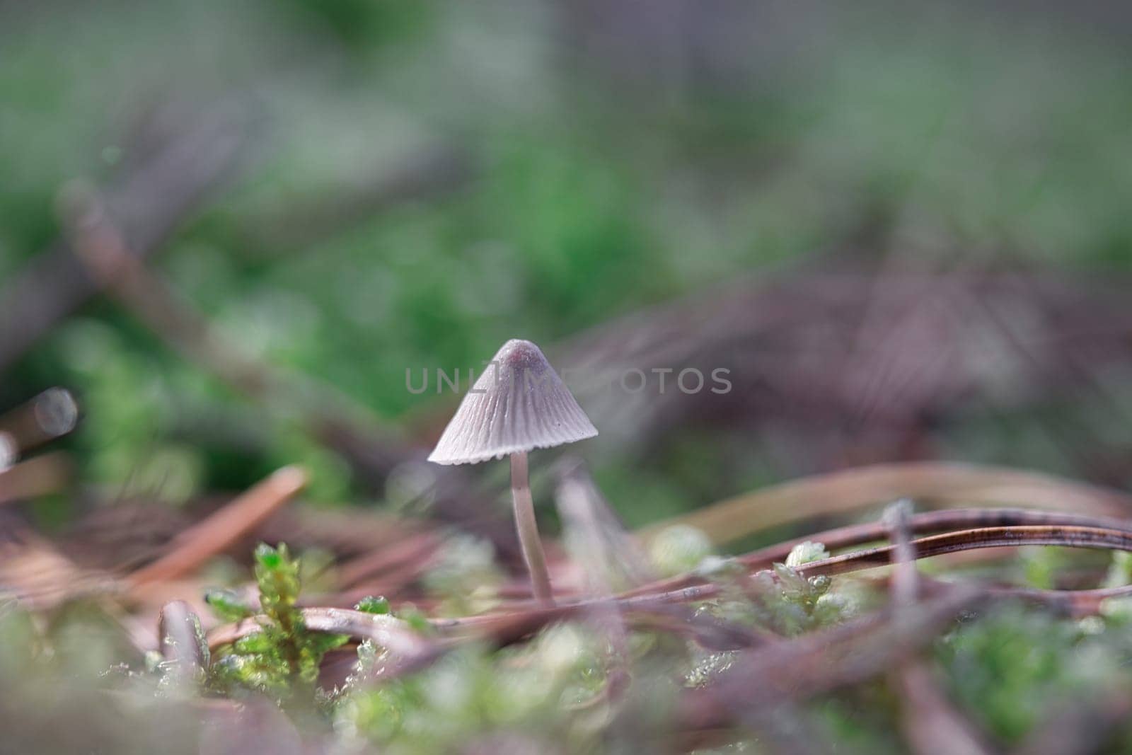 a filigree little mushroom on the forest floor in soft light. Macro shot from nature
