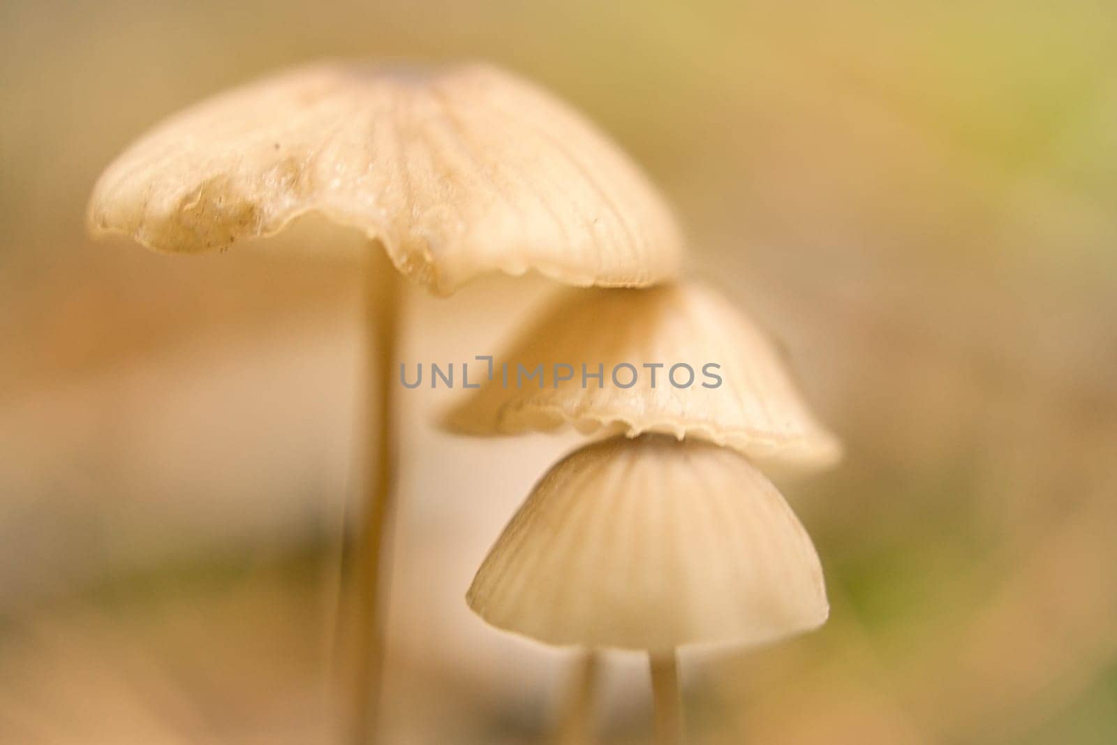 a group of filigree small mushrooms, on the forest floor in soft light. Macro shot from nature