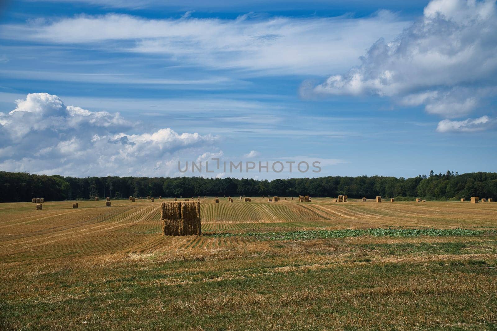 Straw bales on a harvested wheat field. Food supply. Agriculture to feed humanity. Landscape shot from nature.