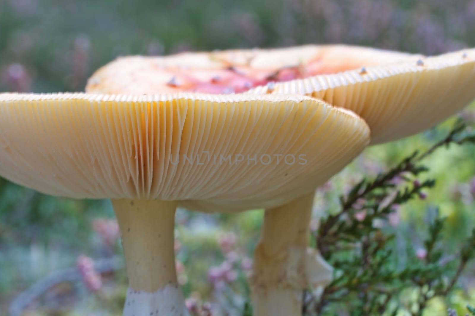 Toadstool, blurred and dreamy, in a heather field in the forest. Poisonous mushroom. Red cap with white spots. Close up from nature in forest