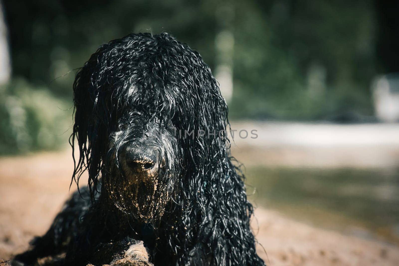 Portrait of a Goldendoodle dog. The dog is lying on the beach with wet curly long black light brown fur. Intimate family dog. Animal photo of a dog