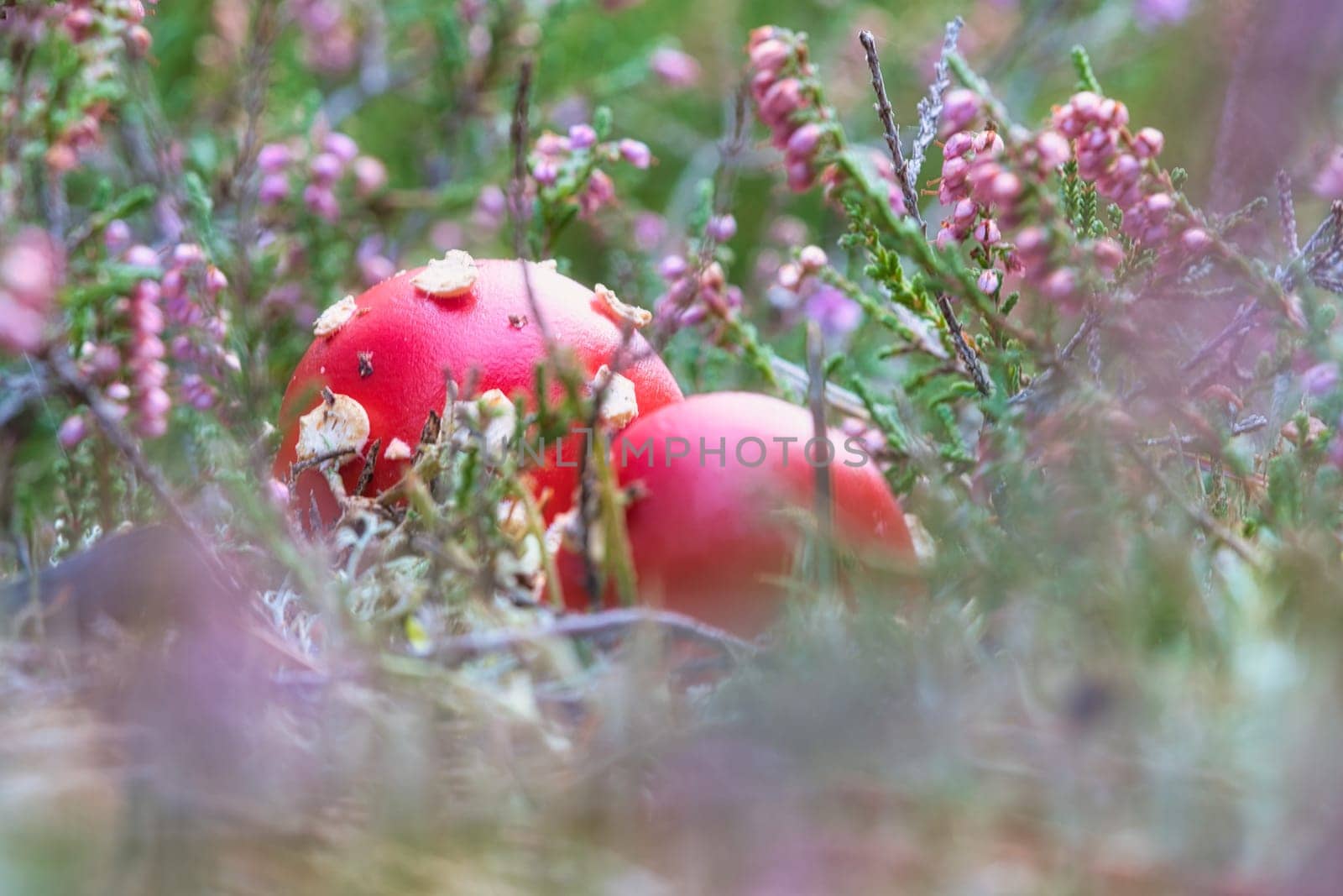Toadstool in a heather field in the forest. Poisonous mushroom. Red cap with white spots. Close up from nature in forest