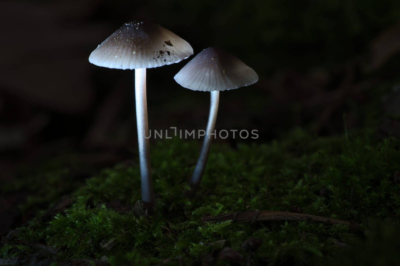 two filigree small mushrooms on moss with light spot in forest. Forest floor. Macro shot from nature