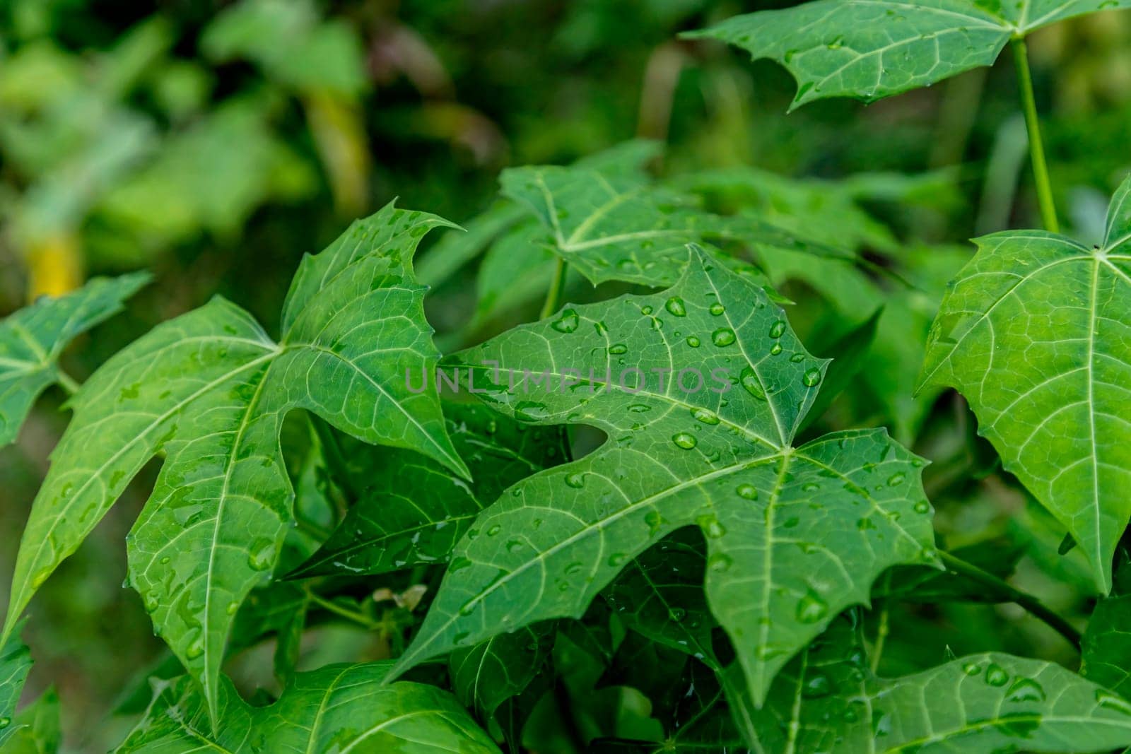 Close up water drops on fresh green leaf. Dew drops of leaf in garden. Water drops on leaf. Green background of nature in the garden. leaf texture close up. Macro photography with selective focus.