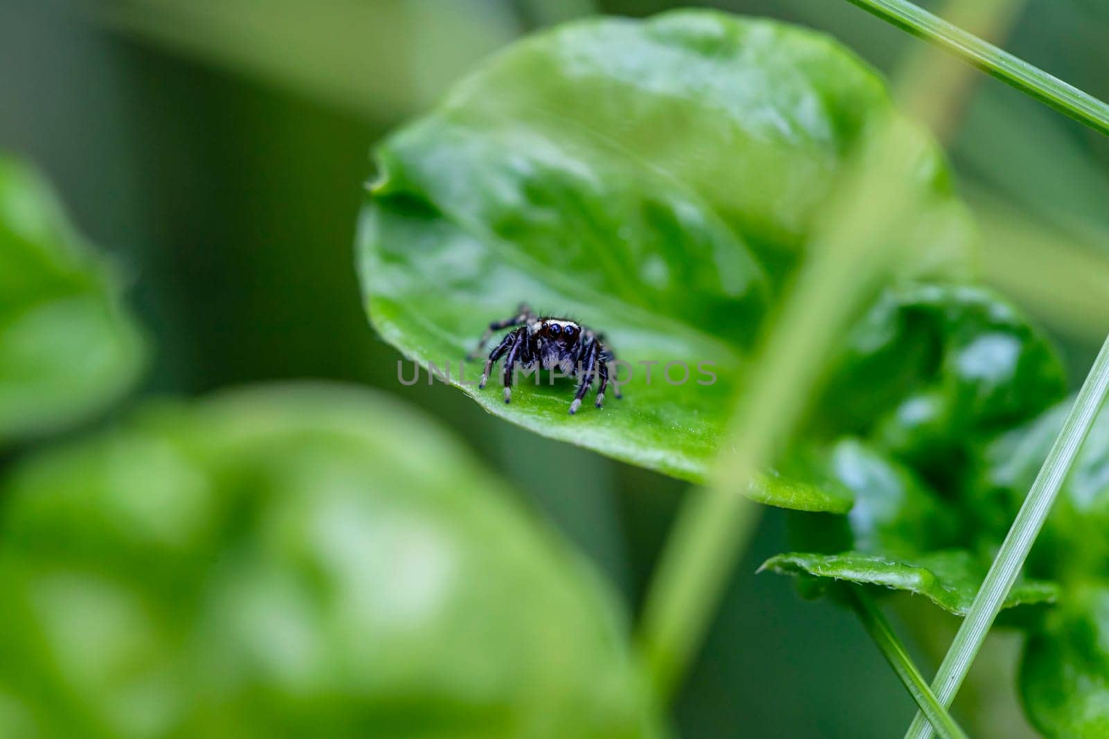 Close up Little Jumping Spider (Salticidae) from Thailand, it clings on a leaf on a blurry green background. Selective focus. Place it in the center of the image for cropping to compose the image.