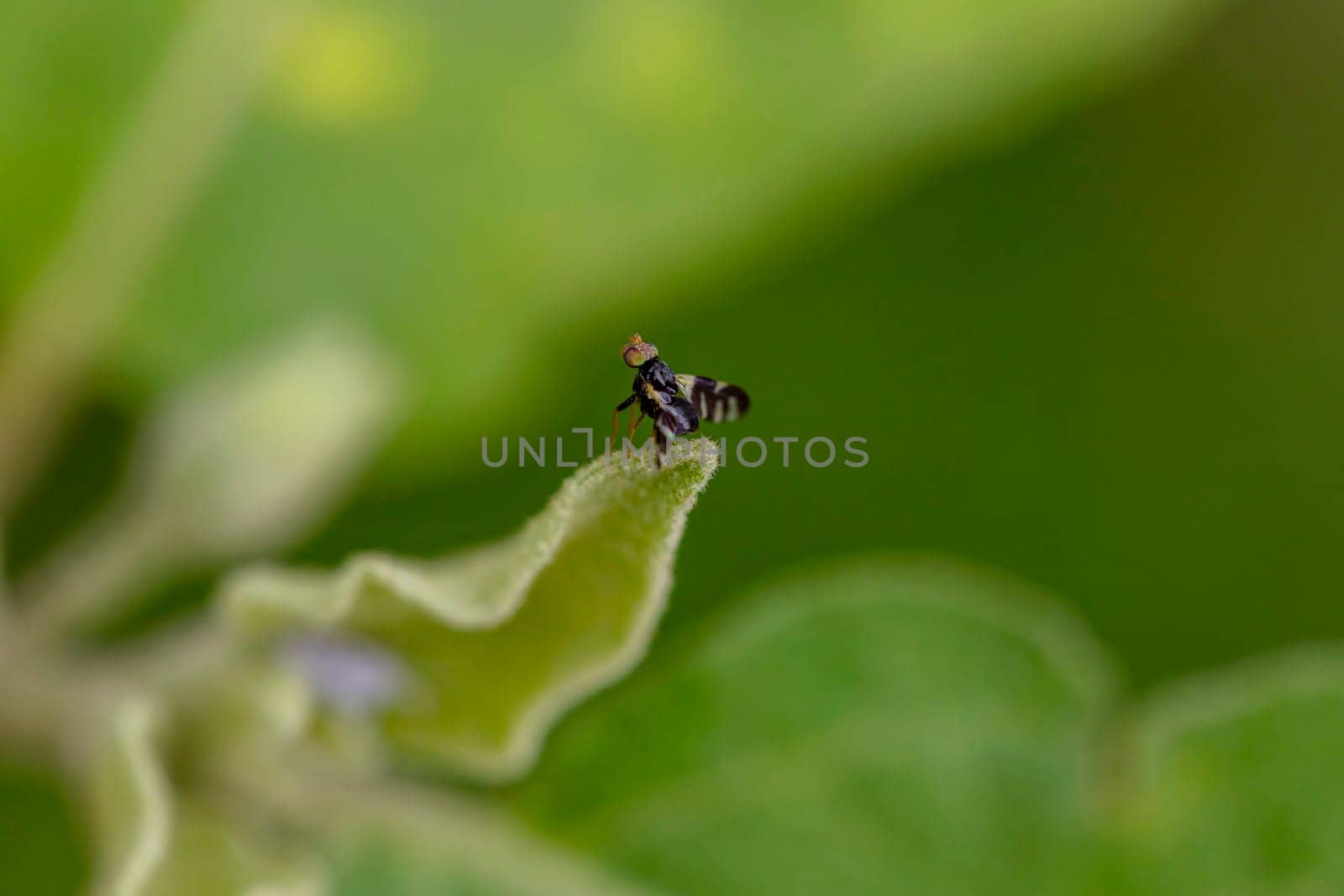 Close-up photo of a small insect In the backyard in Bangkok Thailand, perched on a leaf, selective focus. green blur background. Position it in the center of the image to crop it to compose the shot.