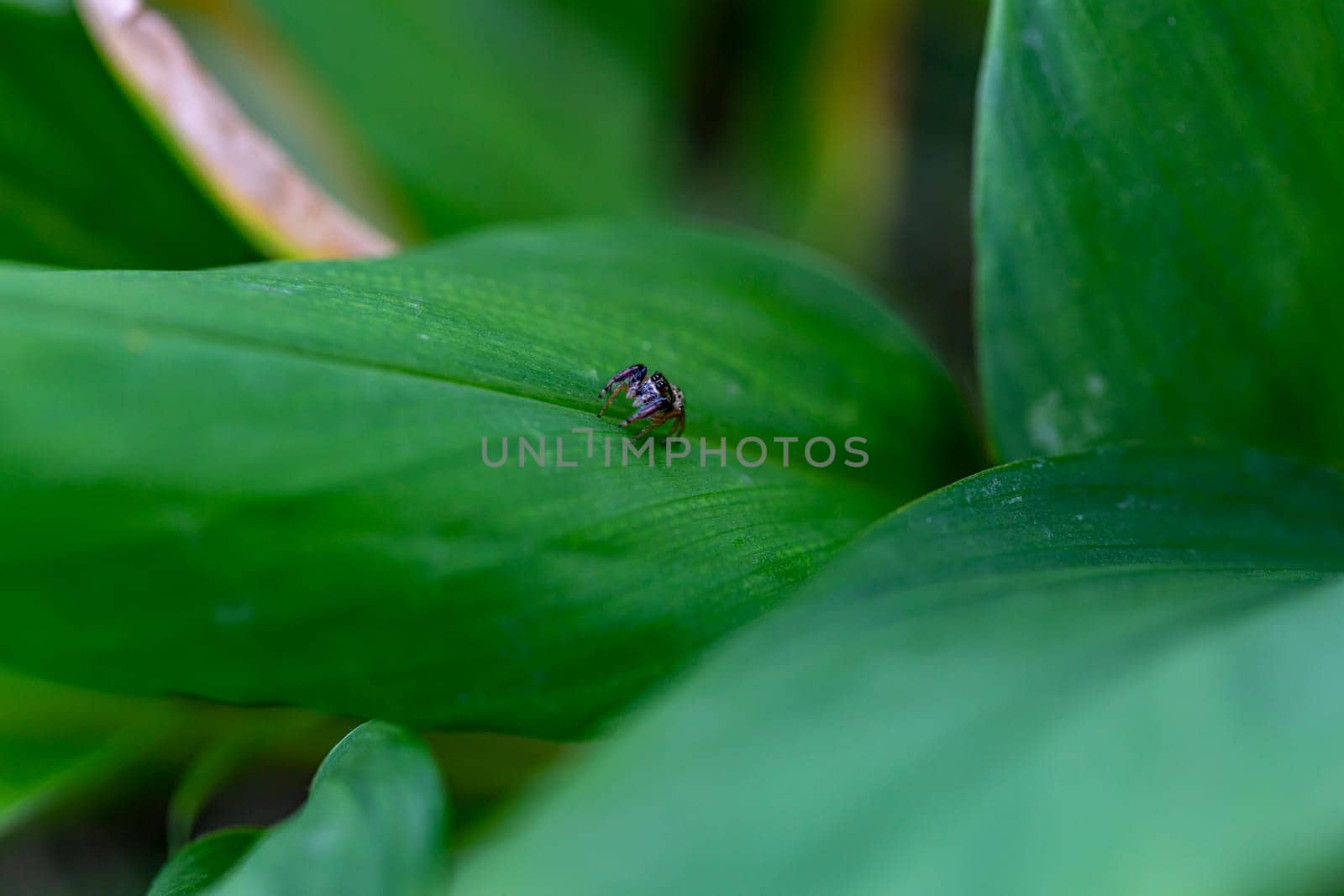 Close up Little Jumping Spider (Salticidae) from Thailand, it clings on a leaf on a blurry green background. Selective focus. Place it in the center of the image for cropping to compose the image.