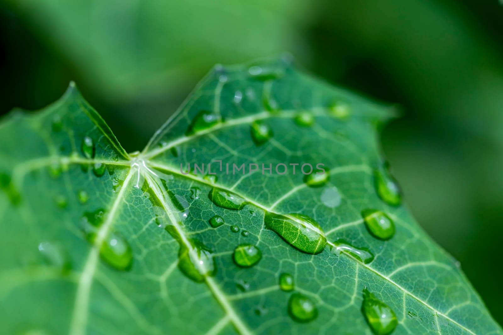Close up water drops on fresh green leaf. Dew drops of leaf in garden. Water drops on leaf. Green background of nature in the garden. leaf texture close up. Macro photography with selective focus.