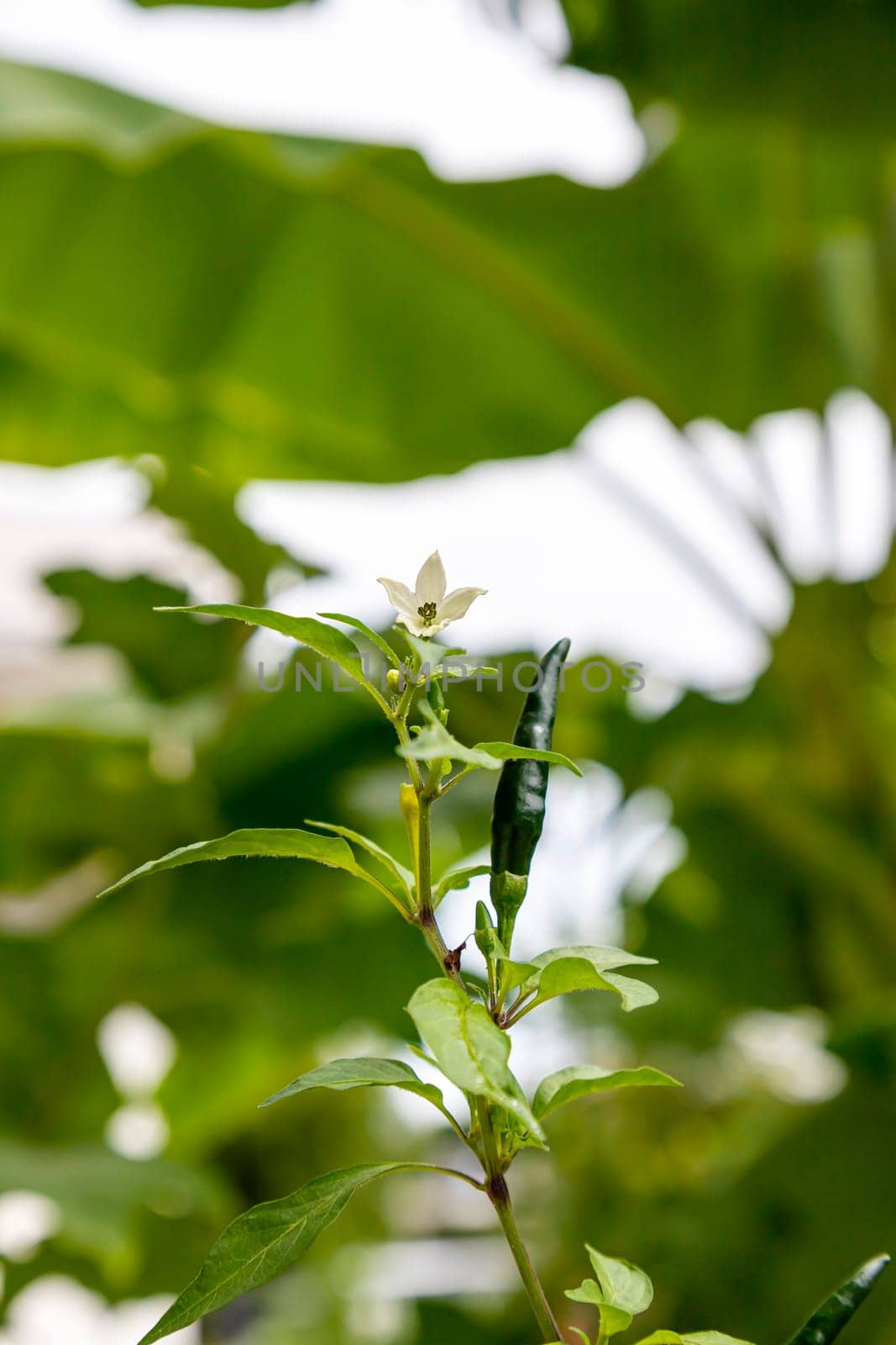 White chili flower with green pepper also attached to the pole and petiole in the garden. Green blur background. Selective focus.