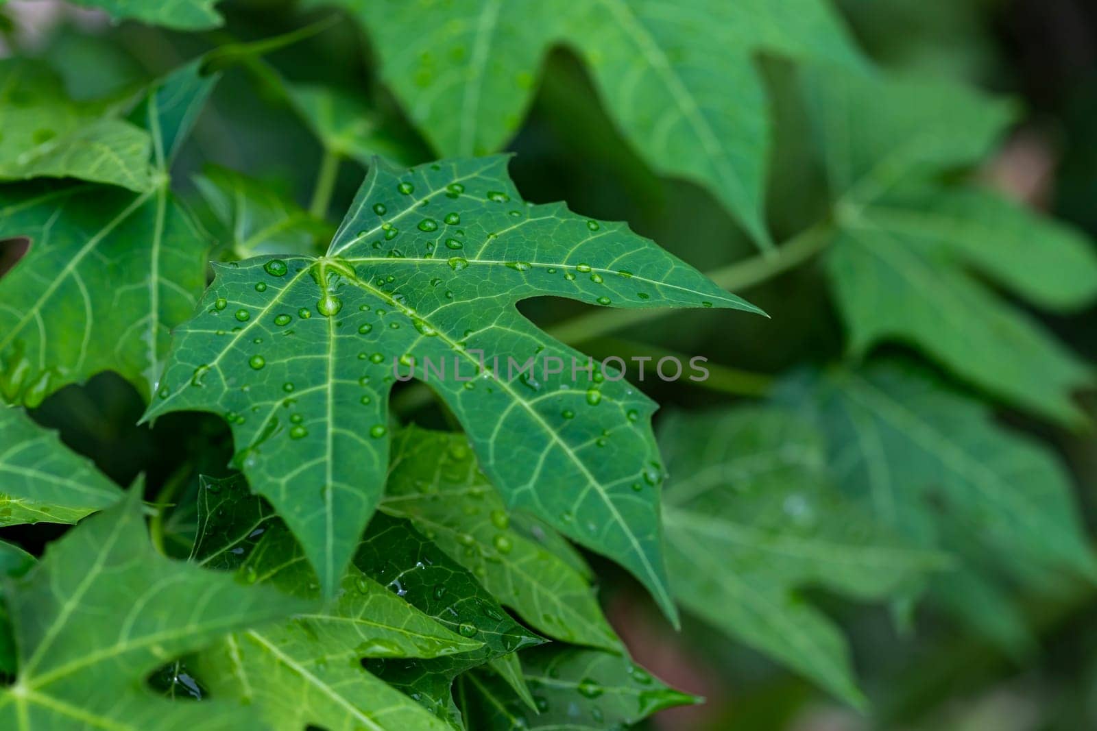 Close up water drops on fresh green leaf. Dew drops of leaf in garden. Water drops on leaf. Green background of nature in the garden. leaf texture close up. Macro photography with selective focus.