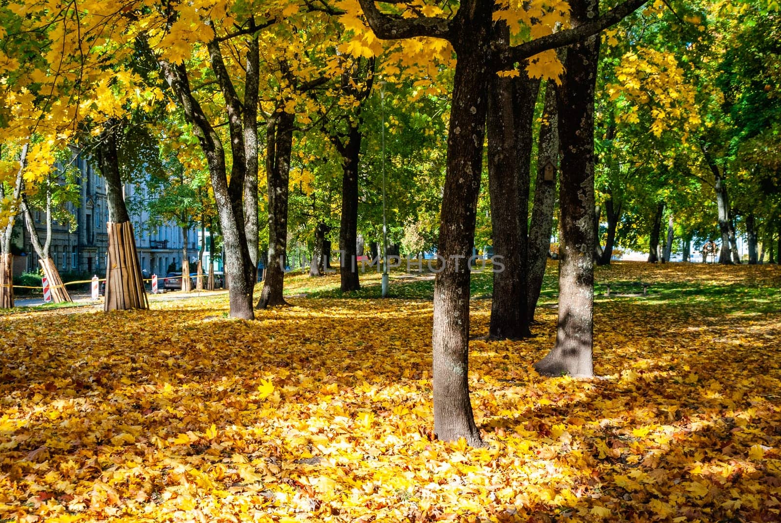 Fallen autumn foliage of yellow color and tree trunks in the park.