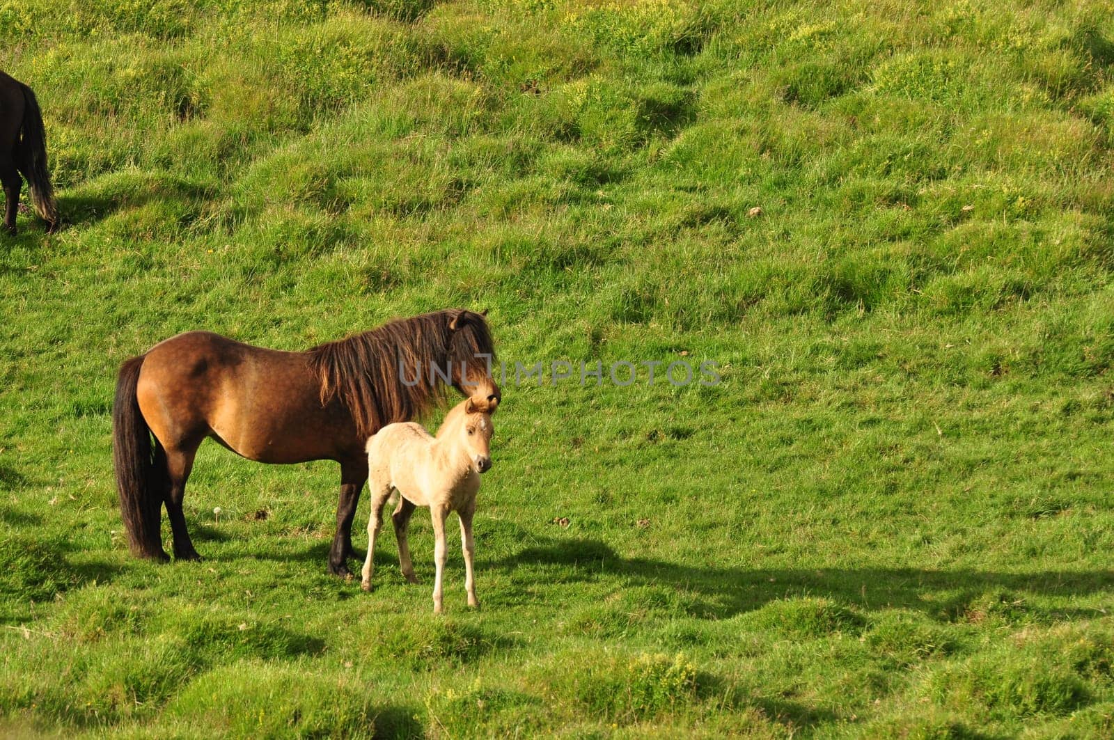 Beautiful view of horses in a big field in Iceland