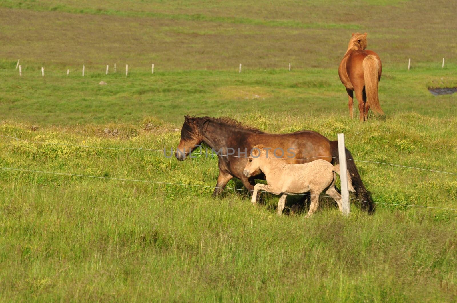 Beautiful view of a herd of horses in a big field in Iceland