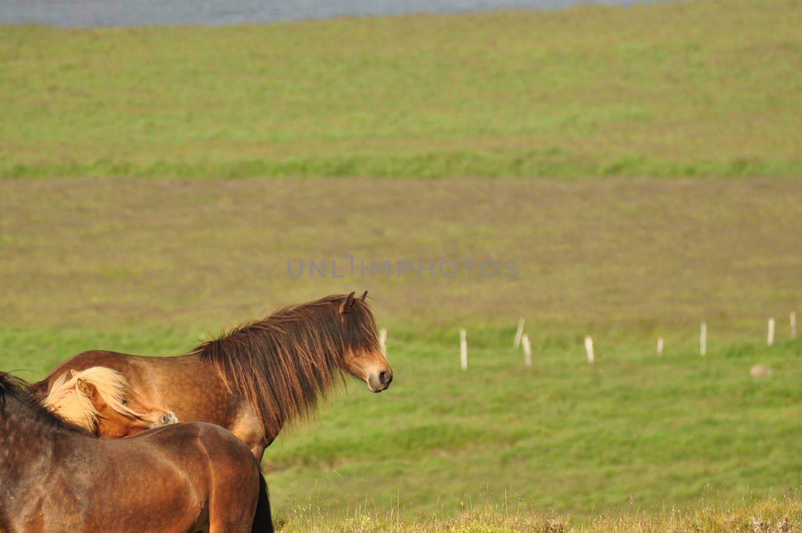 Beautiful view of horses in a big field in Iceland