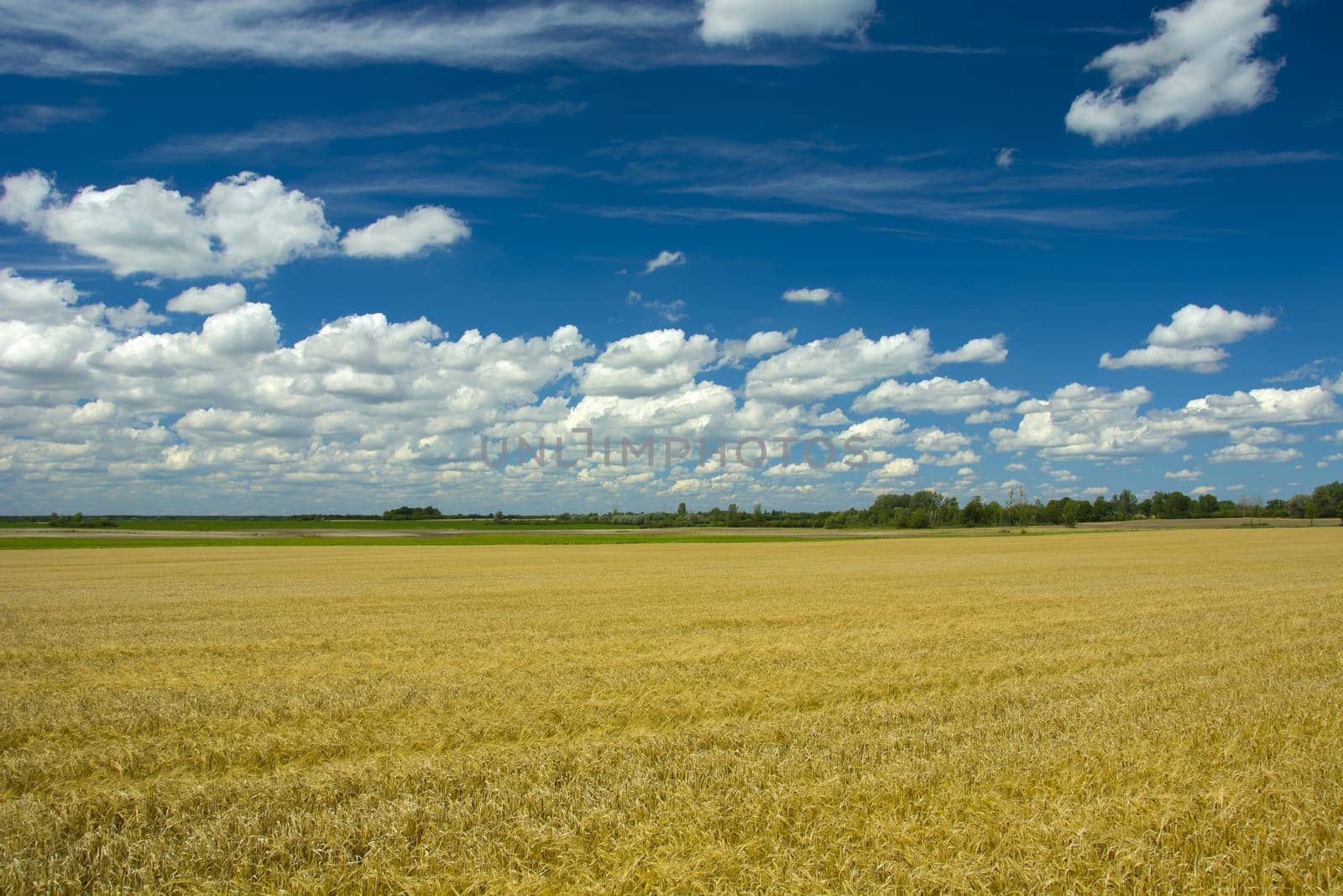 Large grain field and white clouds against a blue sky, summer rural day