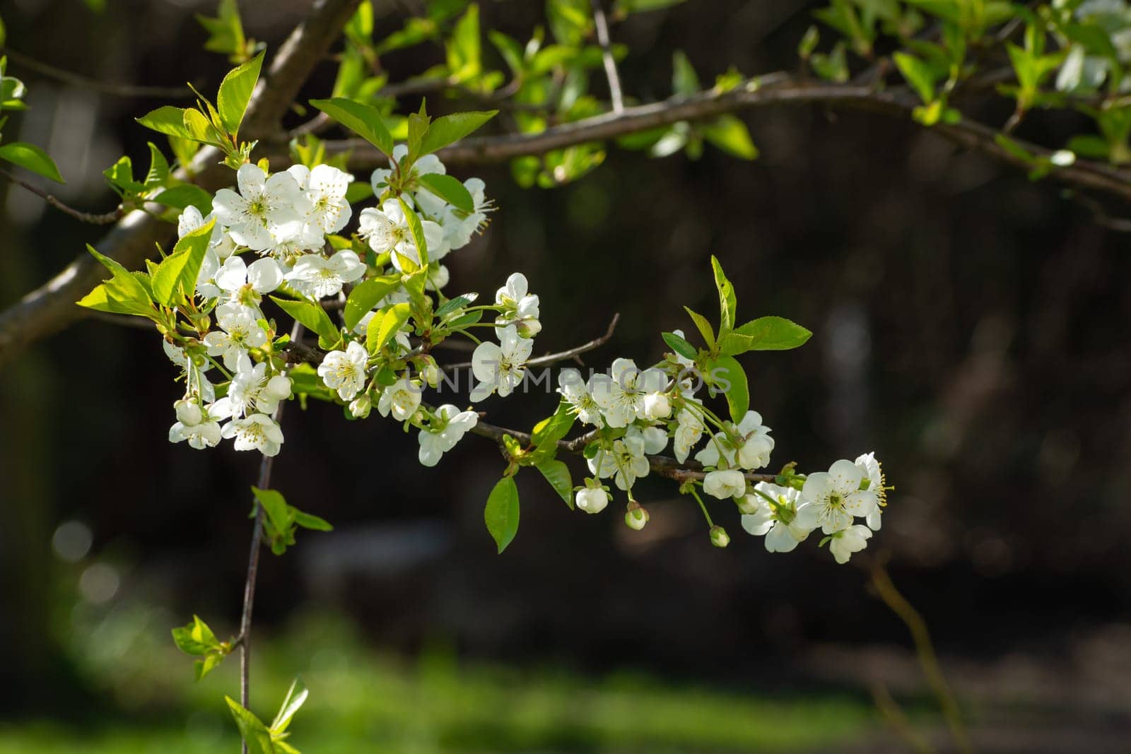 A branch of a white cherry blossom on a sunny spring day
