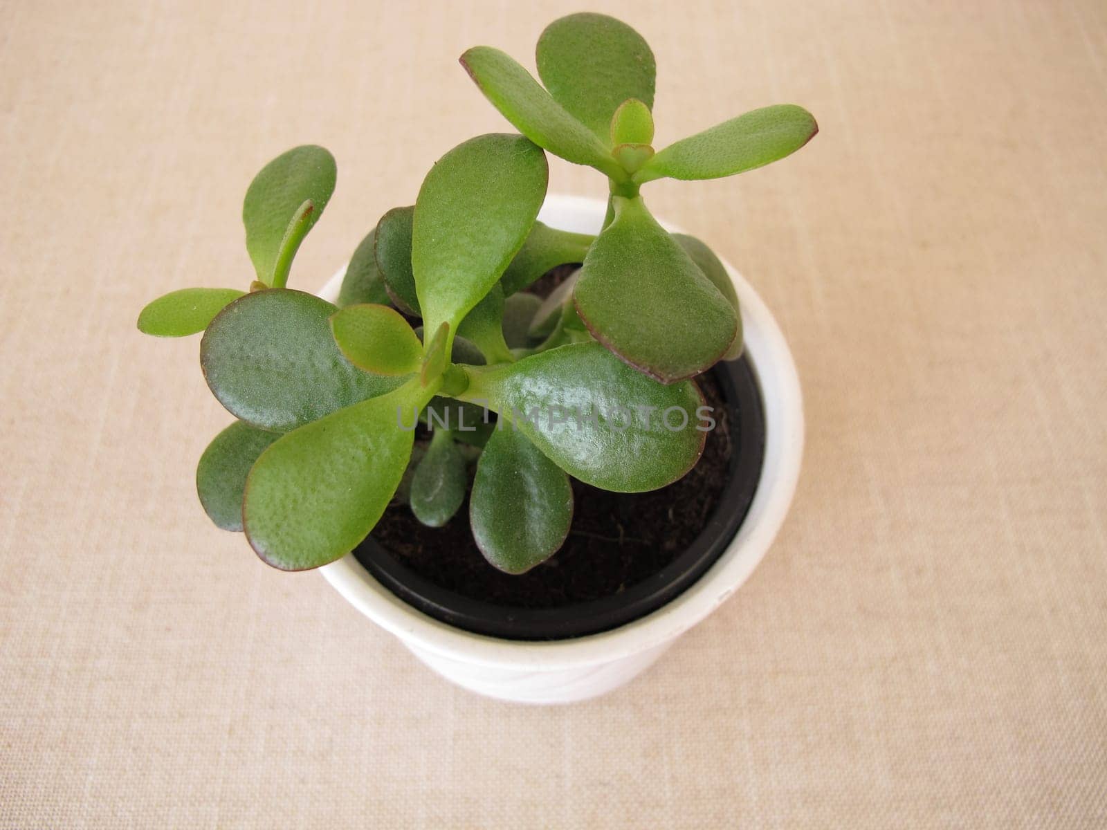 Little jade plant in a flower pot, Crassula ovata
